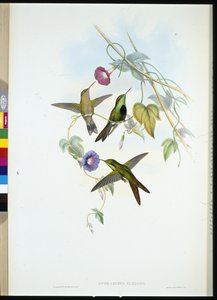 Colibrì di San Domingo (Sporadinus elegans) da John (after) Gould