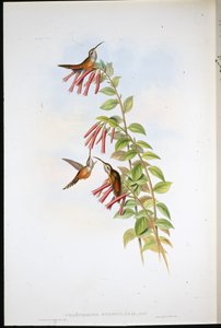 Eremita dalla gola striata (Phaethornis Striigularis) da John (after) Gould