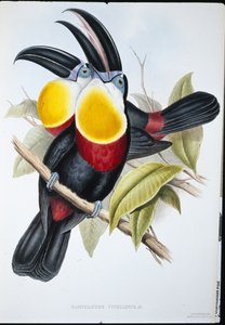 Tucano dal petto bianco e zolfo (Ramphastos vitellinus) da John (after) Gould