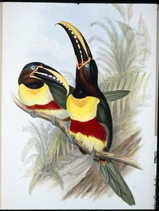 Tucano dal petto bianco e zolfo da John (after) Gould
