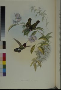 Angelo del sole (Heliangelus Clarisse)