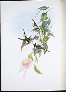 Gioiello del sole (Heliactin Cornuta) da John (after) Gould