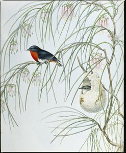 Dicaeum rondine da John (after) Gould