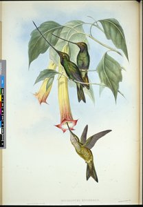 Spada-bill (Docimastes Ensiferus) da John (after) Gould