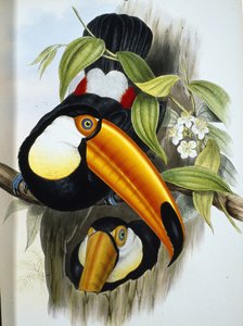 Tucano toco (Ramphastos Toco)