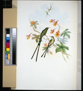 Portatore di treno (lesbia eucharis) da John (after) Gould