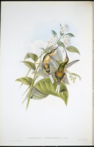 Eremita con coda a treno (Phaethornis syrmatophorus) da John (after) Gould
