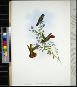 Coda di Tirio (metallura Tyrianthina)