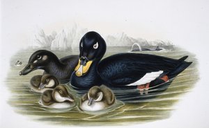 Orchetto marino (Oidemla fusca)