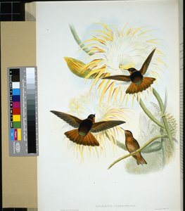 Stenura venezuelana (panychlora stenura) e (panychlora Russata)