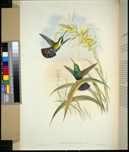 Mango di Veragua (lampornis veraguensis) da John (after) Gould
