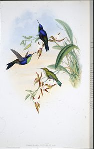 Panoplite di Veragua (Thalurania Venusta) da John (after) Gould