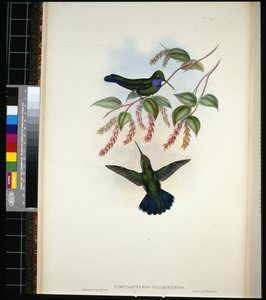 Ala a sciabola di Villavicencio (campylopterus villavicencio) da John (after) Gould