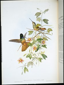 Stella frontale dalla gola viola (Helianthea violifera) da John (after) Gould