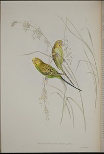 Pappagallo ondulato (Melopsittacus Undulatus) da John (after) Gould