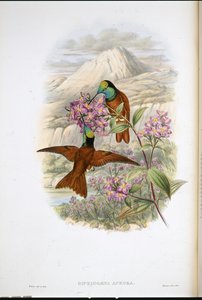 Colibrì arcobaleno di Warszewicz (Diphlogaena Aurora) da John (after) Gould