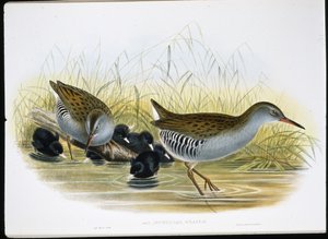 Rallo acquatico (Rallus Aquaticus) da John (after) Gould