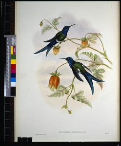 Coda di rondine occidentale (Eupetomena hirundo) da John (after) Gould