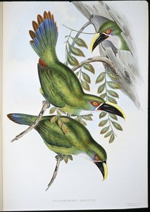 Tucano dal becco scanalato con banda bianca (Aulacoramphus Albivitta) da John (after) Gould