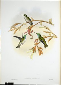 Colibrì cacique dal ventre bianco (Coeligena hemileuca) da John (after) Gould