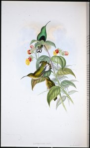 Petto di velluto dalla coda bianca (Lafresnaya gayi) da John (after) Gould