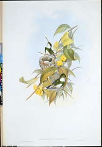 Gola bianca (Leucochloris Albicollis) da John (after) Gould