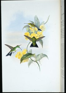 Smeraldo dalla gola bianca (Thaumatias Leucogaster) da John (after) Gould