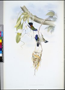 Zaffiro dalla gola bianca (Hylocharis Cyaneus) da John (after) Gould