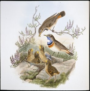 Petto blu dalla gola bianca (Cyanecula Leucocyana) da John (after) Gould
