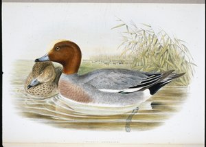 Fischione (Mareca Penelope)