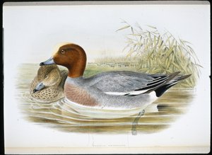 Fischione (Mareca Penelope)