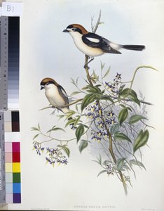 Averla capirossa (Enneoctonus Rufus)