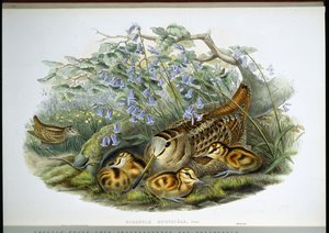 Beccaccia (Scolopax Rusticola) da John (after) Gould