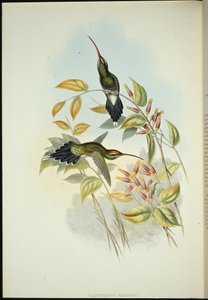 Eremita di Yarquian (Phaerthornis Yarugui) da John (after) Gould