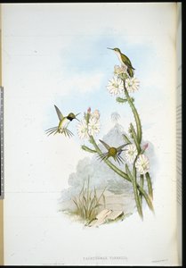 Coda a racchetta di Yarrell (Calothorax yarrelli) da John (after) Gould
