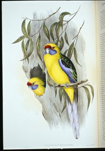 Parrocchetto panciagialla (platycercus flaviventris)
