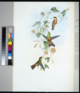 Amazilia dello Yucatan (amazilia yucatanensis)