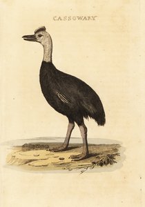 Casuario meridionale, Casuarius casuarius da John (after) Latham
