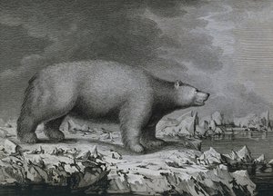 Orso polare, incisione di Peter Mazel dopo disegno di John Webber durante il terzo viaggio di James Cook
