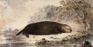 Lontra marina, incisione dopo disegno di John Webber durante il terzo viaggio di James Cook