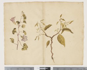 Ipomea Pes, caprae; Celtis paniculata da John (attr. to) Doody