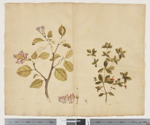 Lagunaria Patersonia; Alyxia gynopogon da John (attr. to) Doody