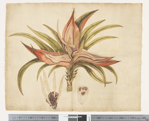 F.1 Freycinetia baueriana, c.1790-95 da John (attr. to) Doody