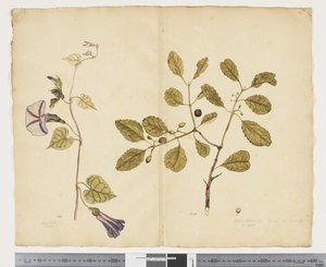F.24 Ipomoea congesta; Elaeodendron curtipendulum, c.1790-95 da John (attr. to) Doody
