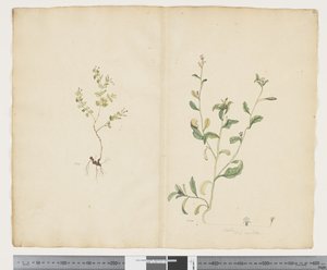 Euphorbia sparrmannii; Lobelia alata da John (attr. to) Doody