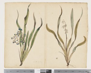 F.29 Dianella intermedia, c.1790-95 da John (attr. to) Doody