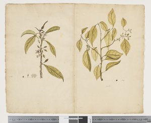 Myoporum obscurum; Celtis paniculate da John (attr. to) Doody