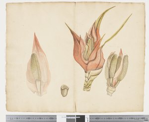 Freycinetia baueriana (c.1790-95) da John (attr. to) Doody