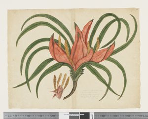 F.36 Freycinetia baueriana, c.1790-95 da John (attr. to) Doody