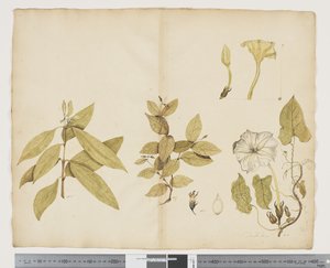 Wickstroemia Australis; Ipomea da John (attr. to) Doody
